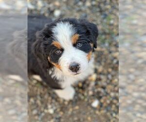 Bernese Mountain Dog Puppy for sale in OROSI, CA, USA