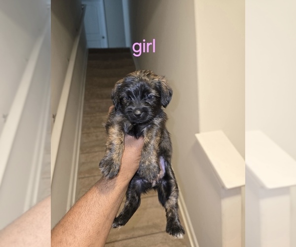 Medium Photo #1 Yorkie Russell Puppy For Sale in KINGS MOUNTAIN, NC, USA