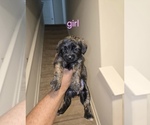 Small Yorkie Russell