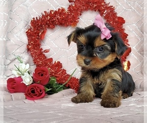 Yorkshire Terrier Puppy for sale in ORLANDO, FL, USA