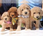 Small Photo #2 Goldendoodle Puppy For Sale in TIMBERLAKE, NC, USA
