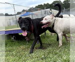 Small #5 Labrador Retriever Mix