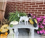 Small #3 Chihuahua