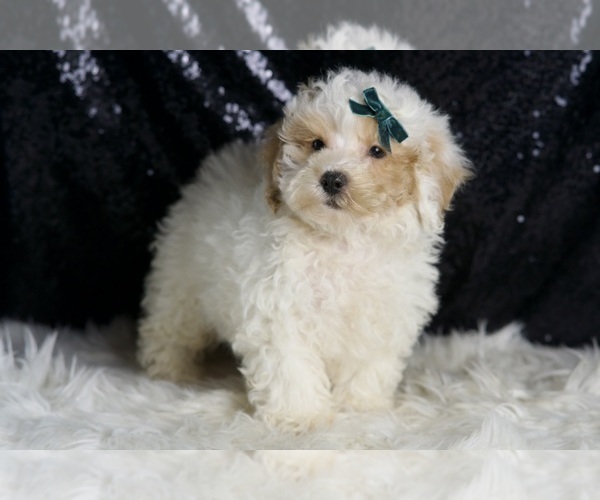 Medium Photo #2 Poodle (Miniature) Puppy For Sale in WARSAW, IN, USA