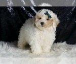 Small #1 Poodle (Miniature)