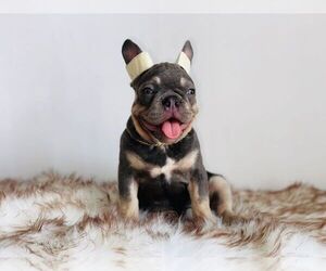 French Bulldog Puppy for sale in HOUSTON, TX, USA