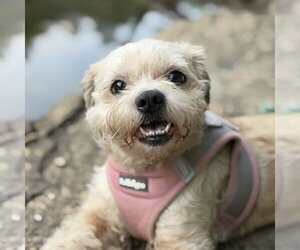 Shih Tzu-Unknown Mix Dogs for adoption in Spring Lake, NC, USA