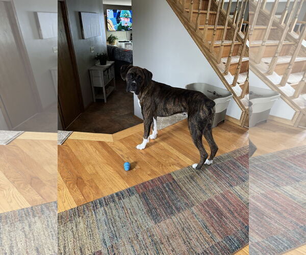 Medium Photo #2 Boxer Puppy For Sale in Woodbury, MN, USA