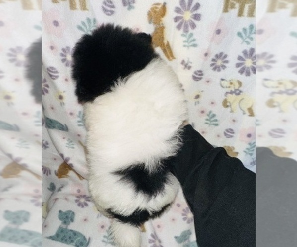 Medium Photo #4 Pomeranian Puppy For Sale in BAKERSFIELD, CA, USA