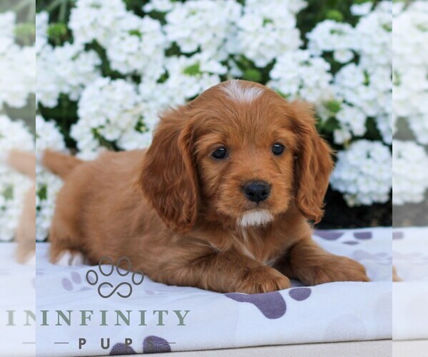 Medium Photo #3 Cavapoo (Miniature) Puppy For Sale in ELIZABETHTOWN, PA, USA