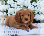 Small #2 Cavapoo (Miniature)