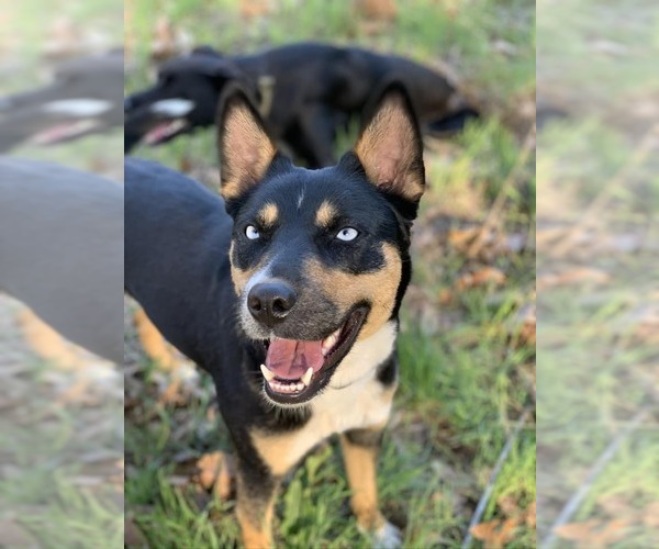 Medium Photo #4 Mutt Puppy For Sale in Paso Robles, CA, USA