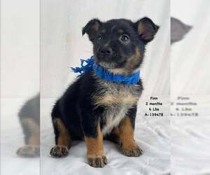 German Shepherd Dog-Unknown Mix Dogs for adoption in Saegertown , PA, USA