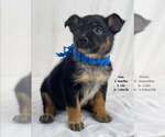 Small German Shepherd Dog Mix