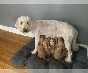 Mother of the Cock-A-Poo-Goldendoodle Mix puppies born on 06/12/2023
