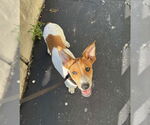 Small #2 Basenji Mix