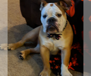 Bulldog Puppy for sale in REYNOLDSBURG, OH, USA