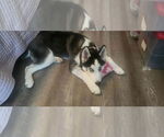 Small #3 Siberian Husky