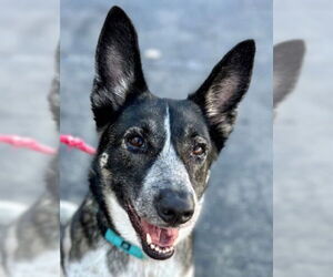 Cleo - Adopt Me! - Female Mutt Dog for Adoption - Photo #3