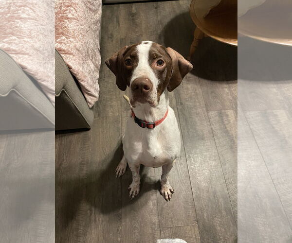 Medium Photo #4 Pointer Puppy For Sale in Columbus, IN, USA
