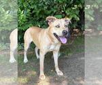 Small #4 Labrador Retriever Mix