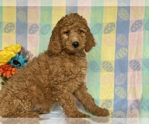 Goldendoodle Puppy for sale in LANCASTER, PA, USA