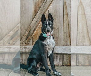 German Shepherd Dog-Siberian Husky Mix Dogs for adoption in Princeton, MN, USA