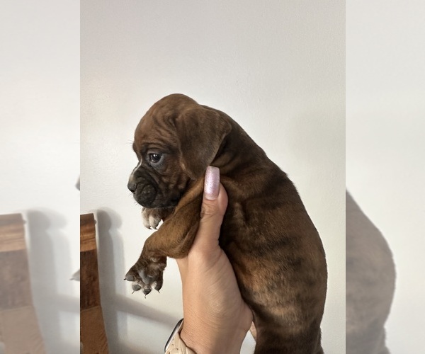 Medium Photo #2 Boxer Puppy For Sale in MORENO VALLEY, CA, USA
