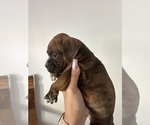 Small #1 Boxer