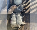 Small Photo #3 Australian Cattle Dog Puppy For Sale in CASTALIA, NC, USA