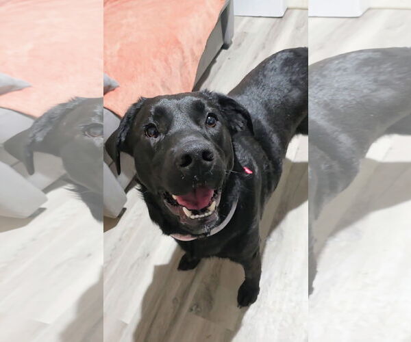 Medium Photo #2 Mutt Puppy For Sale in Rockaway, NJ, USA