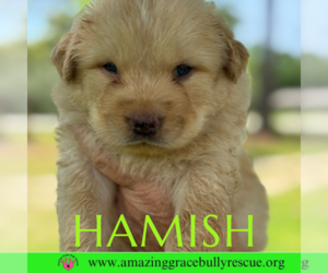 Chow Chow-Labrador Retriever Mix Dogs for adoption in Pensacola, FL, USA