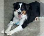 Small #1 Australian Shepherd