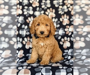 Goldendoodle (Miniature) Puppy for sale in KIRKWOOD, PA, USA