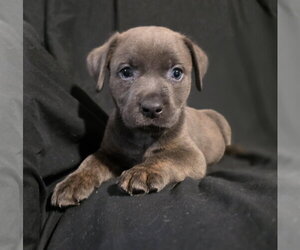 Labrador Retriever-Unknown Mix Dogs for adoption in McKinney, TX, USA