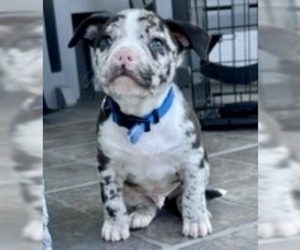 American Bully Puppy for sale in LOS ANGELES, CA, USA