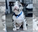 Small Photo #1 American Bully Puppy For Sale in LOS ANGELES, CA, USA