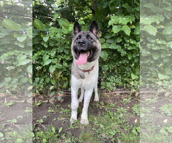 Medium Photo #8 Akita-Unknown Mix Puppy For Sale in Princeton, MN, USA