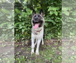 Small #7 Akita Mix