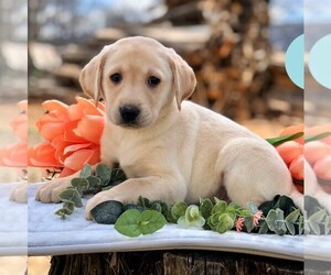 Labrador Retriever Puppy for sale in DRY RUN, PA, USA