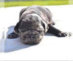 Small #4 Pug