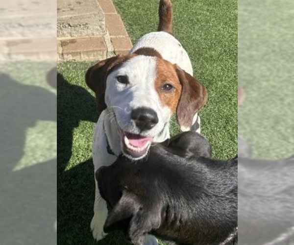 Medium Photo #6 Parson Russell Terrier-Unknown Mix Puppy For Sale in Decatur, GA, USA