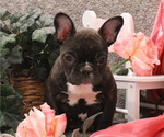 Small Photo #2 French Bulldog Puppy For Sale in THORP, WI, USA