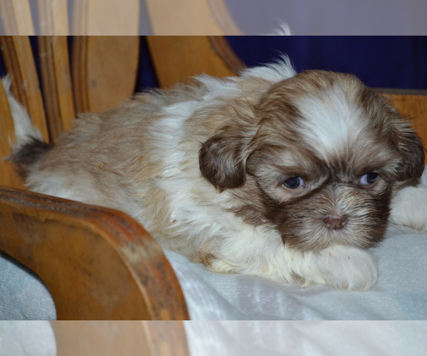 Medium Photo #2 Shih Tzu Puppy For Sale in GREENWOOD, WI, USA