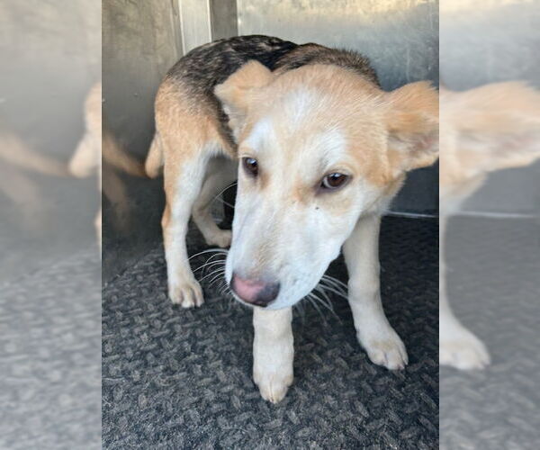 Medium Photo #1 German Shepherd Dog-Unknown Mix Puppy For Sale in HESPERIA, CA, USA