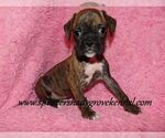 Small Photo #6 Boxer Puppy For Sale in CABOOL, MO, USA