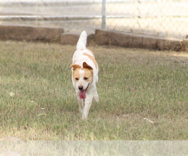 Medium Photo #2 Texas Heeler-Unknown Mix Puppy For Sale in El Centro, CA, USA