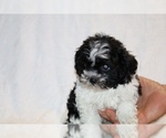 Small #9 ShihPoo