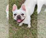 Small Photo #1 French Bulldog Puppy For Sale in COCHRAN, GA, USA