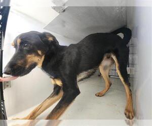 Rottweiler-Unknown Mix Dogs for adoption in Houston, TX, USA